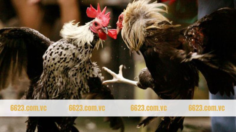 Gà Chọi Philippine - Chiến Binh Trứ Danh Hàng Đầu Tại 6623 3 Bí quyết chăm sóc gà chọi Philippine chuẩn chuyên gia