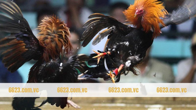 Đá Gà Trực Tiếp - Chinh Phục Màn Đấu Đỉnh Cao Tại 6623 4 Đá gà trực tiếp và 3 cửa cược chính được áp dụng