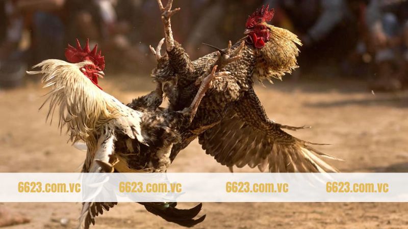 Gà Chọi Philippine - Chiến Binh Trứ Danh Hàng Đầu Tại 6623 4 Khám phá các giống gà đá Philippine phổ biến hiện nay