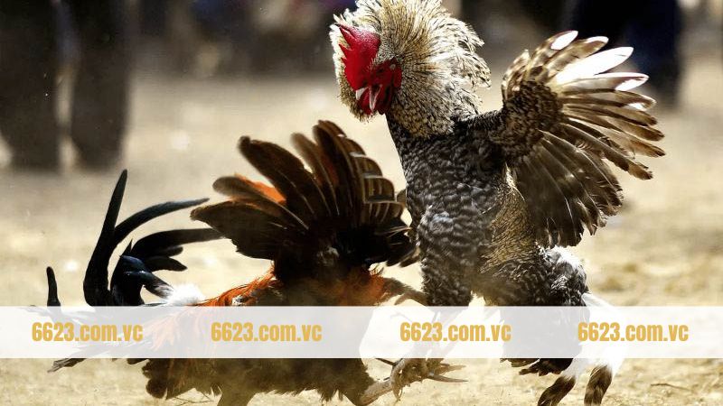 Đá Gà Trực Tiếp - Chinh Phục Màn Đấu Đỉnh Cao Tại 6623