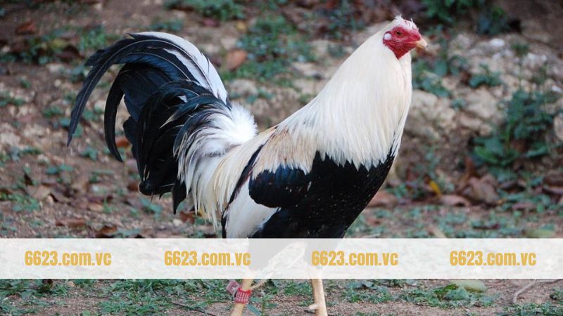 Gà Shamo - Biểu Tượng Của Sự Mạnh Mẽ Và Khí Chất Samurai 4 Những điều cần chú ý khi chăm sóc kê Shamo