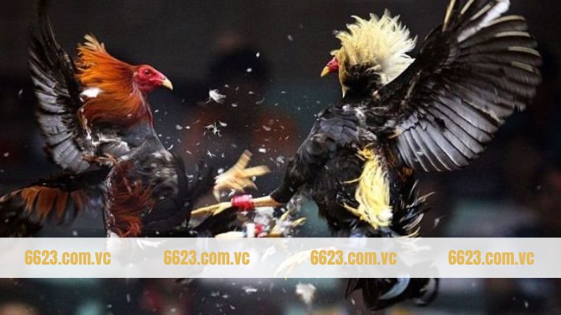 Gà Chọi Philippine - Chiến Binh Trứ Danh Hàng Đầu Tại 6623 2 Giới thiệu sơ lược thông tin về gà đá Philippine