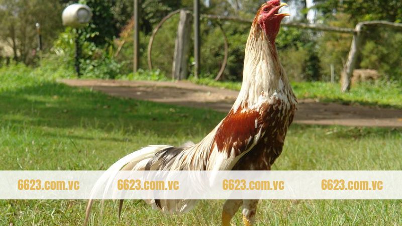 Gà Shamo - Biểu Tượng Của Sự Mạnh Mẽ Và Khí Chất Samurai 2 Các nội dung sơ lược về giống kê Shamo